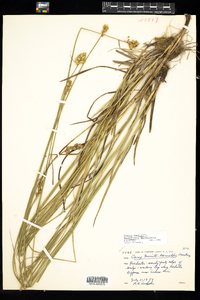 Carex merritt-fernaldii image