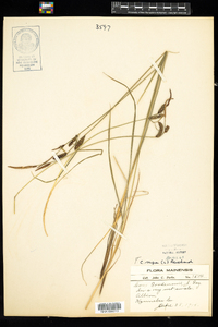 Carex nigra image