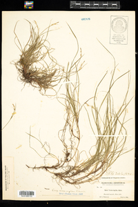 Carex novae-angliae image