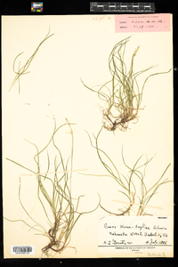 Carex novae-angliae image