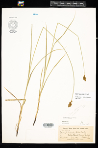 Carex oronensis image