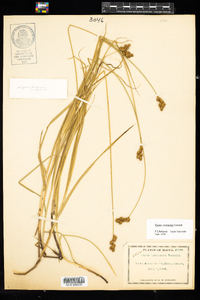 Carex oronensis image