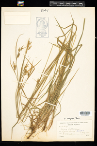 Carex pallescens image