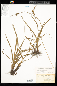 Carex pallescens image