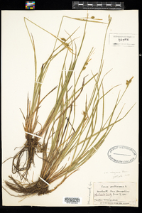 Carex pallescens image