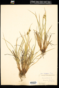 Carex pallescens image