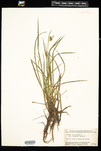 Carex pallescens image