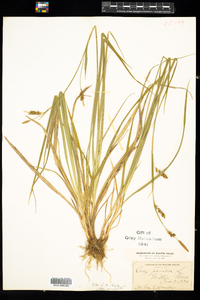 Carex panicea image