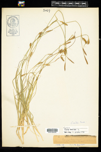 Carex panicea image