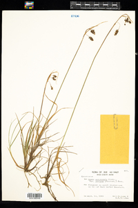 Carex magellanica ssp. irrigua image