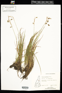 Carex magellanica ssp. irrigua image