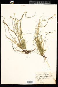 Carex peckii image