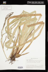 Carex pendula image