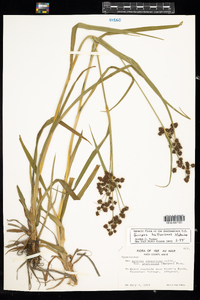 Scirpus hattorianus image