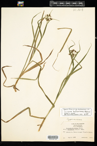 Scirpus hattorianus image