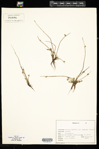 Schoenoplectus smithii image