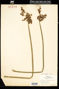 Schoenoplectus tabernaemontani image