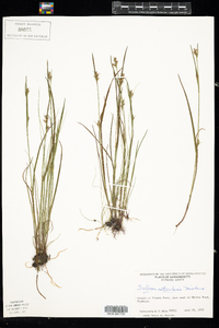 Scleria reticularis image