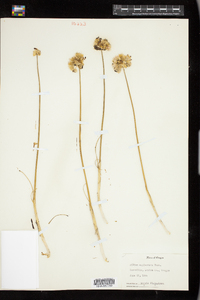 Image of Allium amplectens