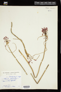 Image of Allium carinatum