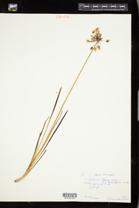 Image of Allium geyeri