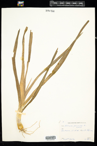 Image of Allium porrum