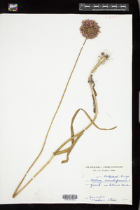 Image of Allium scorodoprasum