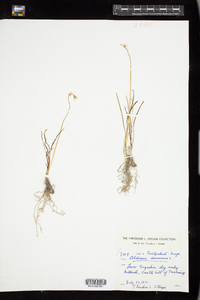 Image of Allium senescens