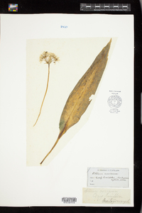 Image of Allium ursinum