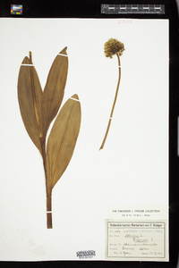 Image of Allium victorialis