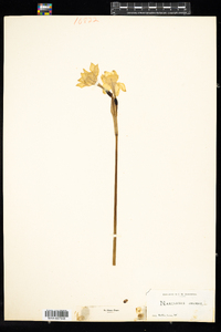 Image of Narcissus odorus