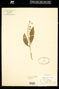 Convallaria majalis image