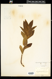 Maianthemum stellatum image