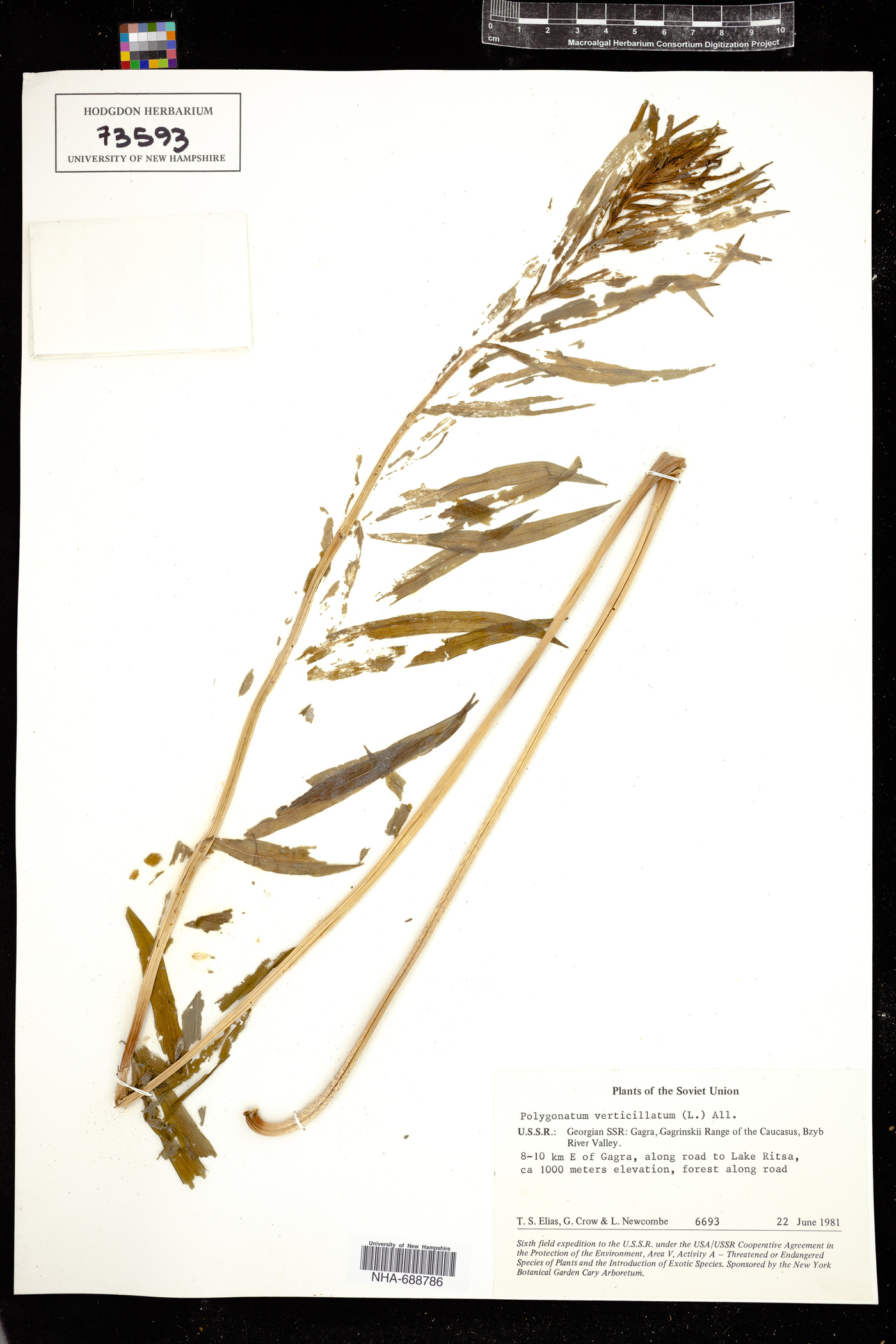Polygonatum verticillatum image