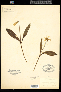 Erythronium americanum image