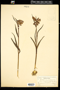 Image of Fritillaria meleagris