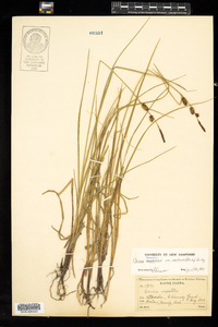 Carex saxatilis image