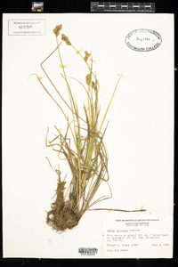 Carex scoparia image