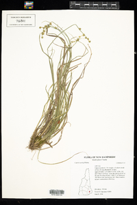 Carex seorsa image