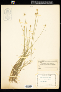 Carex tenuiflora image