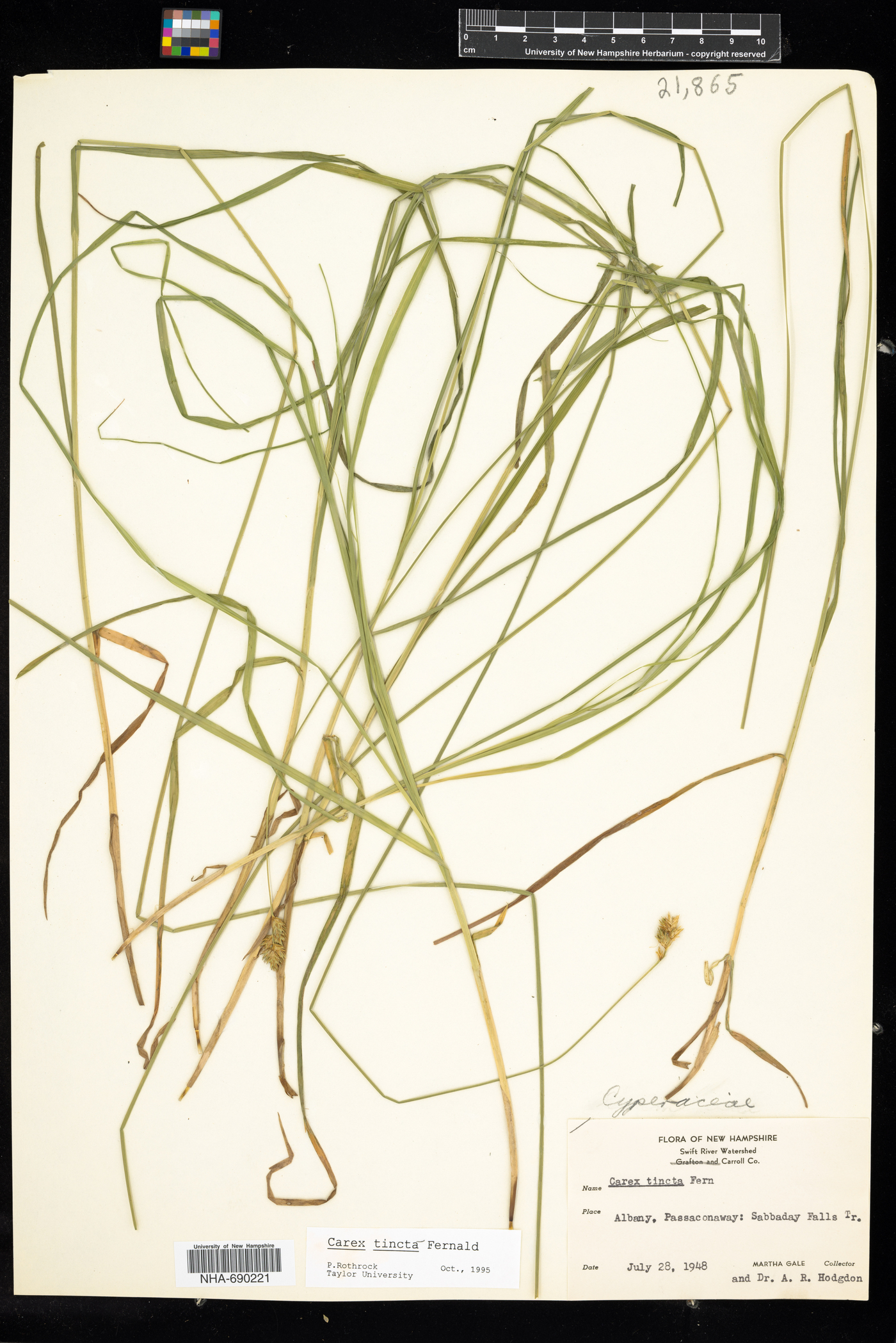 Carex tincta image