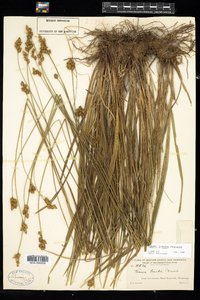 Carex tincta image