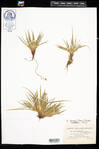 Carex tonsa var. tonsa image