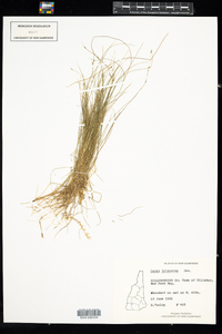 Carex billingsii image