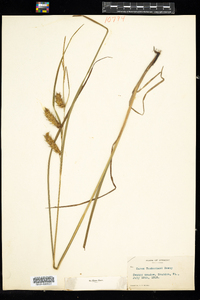 Carex tuckermanii image