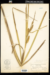 Carex utriculata image