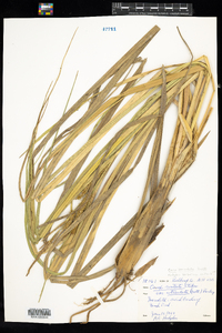 Carex utriculata image