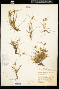 Carex viridula image