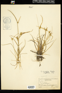 Carex viridula image