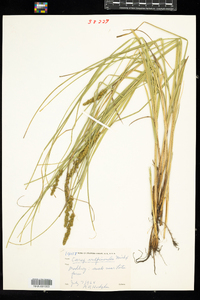 Carex vulpinoidea image